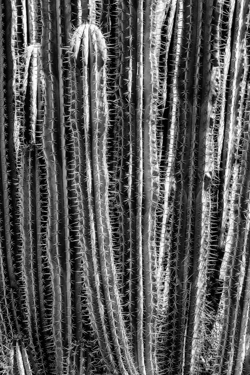 Cactus Cacti