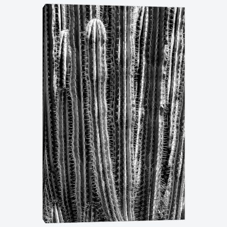 Black Arizona Series - Cactus Cacti Canvas Print #PHD1552} by Philippe Hugonnard Canvas Art Print