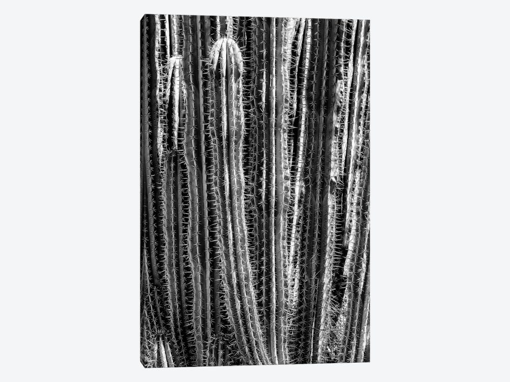 Black Arizona Series - Cactus Cacti by Philippe Hugonnard 1-piece Canvas Print