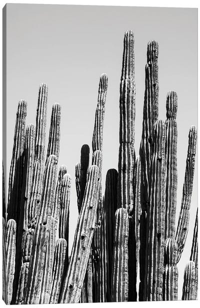 Black Arizona Series - Cactus Family Canvas Art Print - All Black Collection
