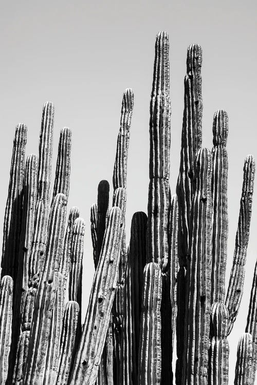 Black Arizona Series - Cactus Family