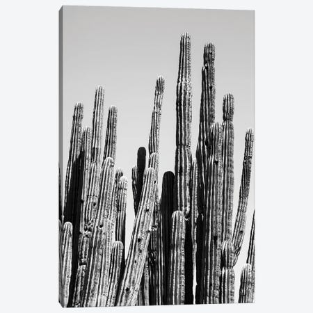 Black Arizona Series - Cactus Family Canvas Print #PHD1554} by Philippe Hugonnard Canvas Art