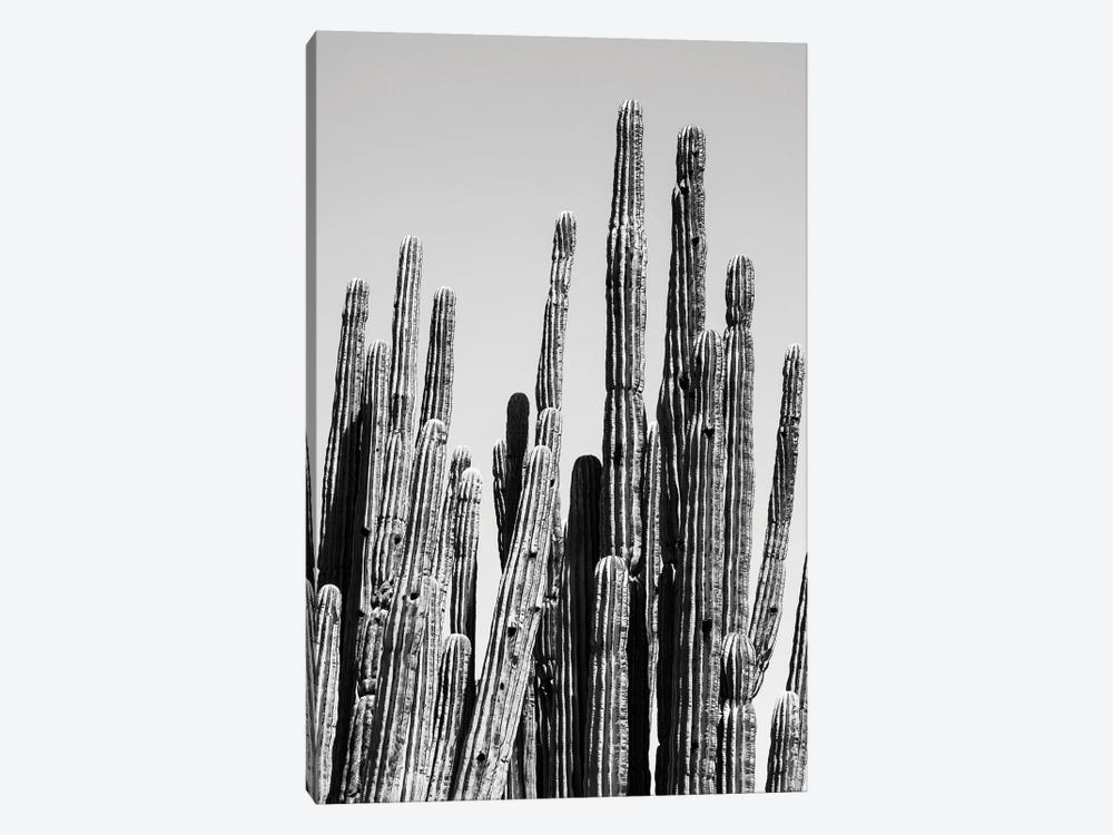 Black Arizona Series - Cactus Family by Philippe Hugonnard 1-piece Art Print