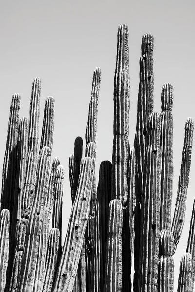 Arizona: Cactus Family by Philippe Hugonnard