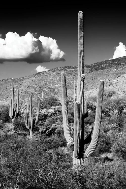 Black Arizona Series - Saguaro Cactus Valley