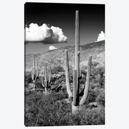 Black Arizona Series - Saguaro Cactus Valley Canvas Print #PHD1556} by Philippe Hugonnard Canvas Wall Art