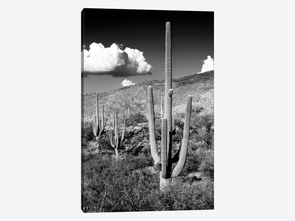 Black Arizona Series - Saguaro Cactus Valley by Philippe Hugonnard 1-piece Art Print