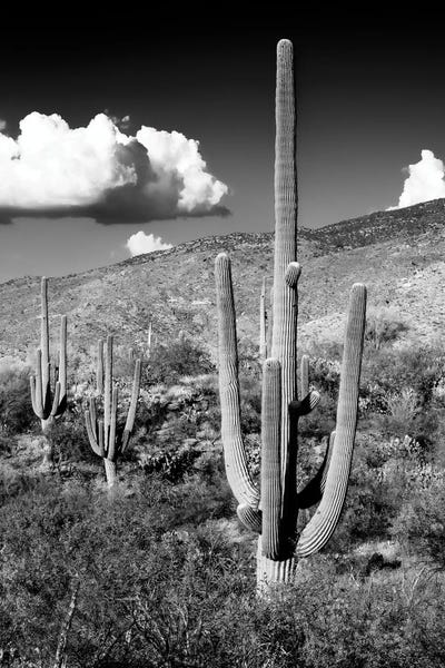 Saguaro National Park: Saguaro Cactus Valley by Philippe Hugonnard