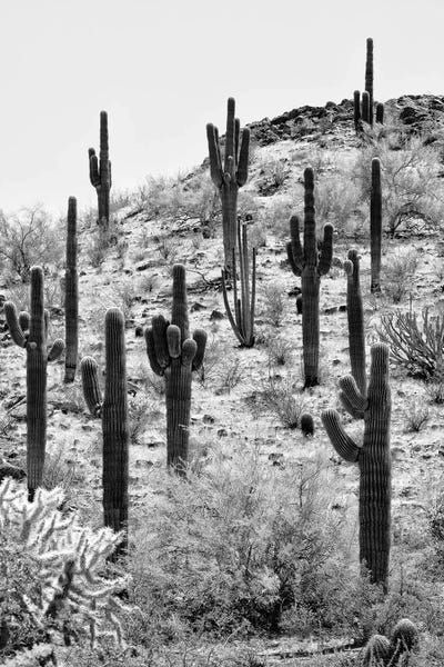 The Cactus Hill II by Philippe Hugonnard canvas print