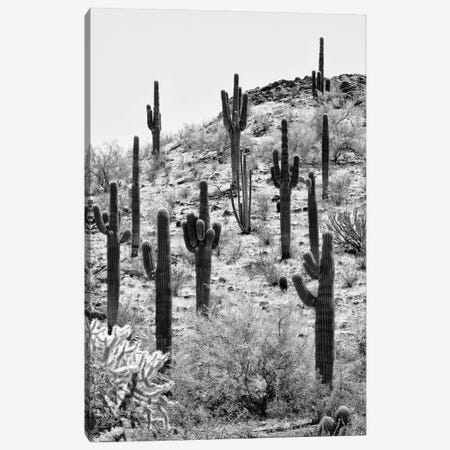 Black Arizona Series - The Cactus Hill II Canvas Print #PHD1559} by Philippe Hugonnard Canvas Art Print