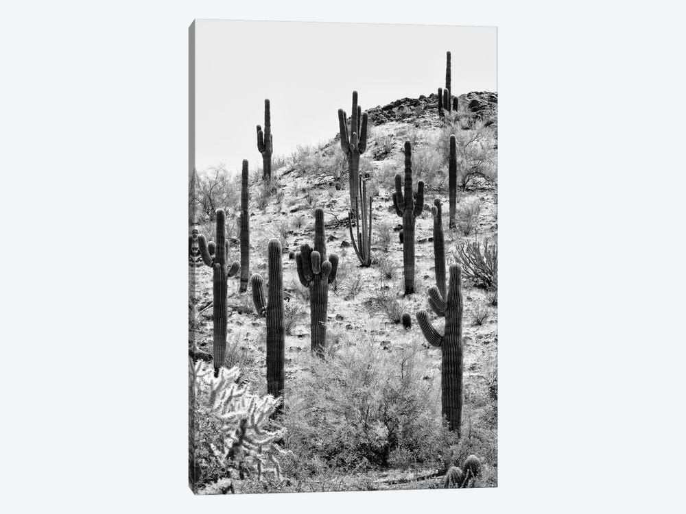 Black Arizona Series - The Cactus Hill II by Philippe Hugonnard 1-piece Canvas Art