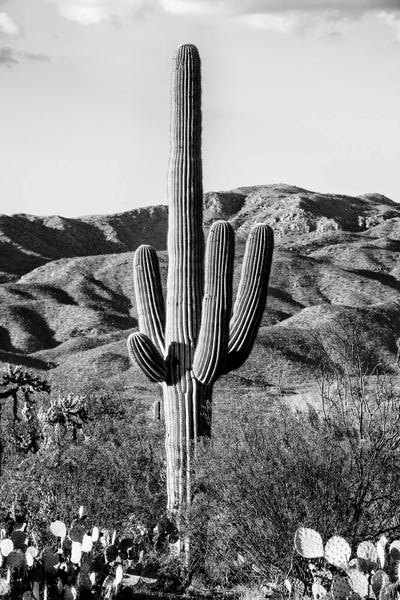 Giant Cactus II by Philippe Hugonnard canvas print