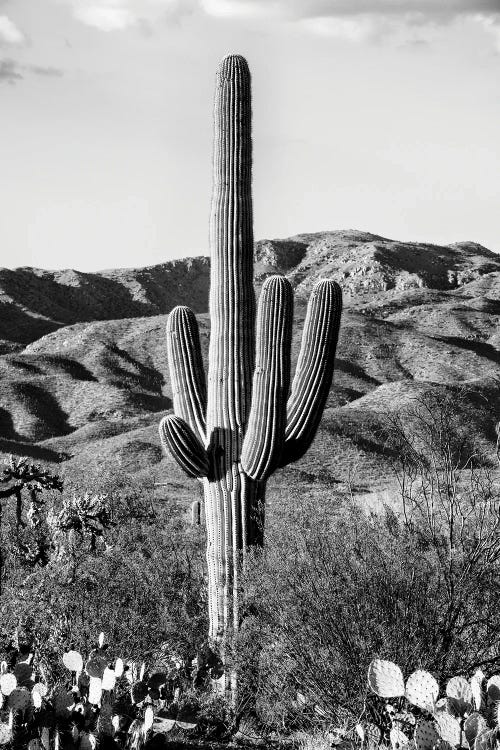 Black Arizona Series - Giant Cactus II