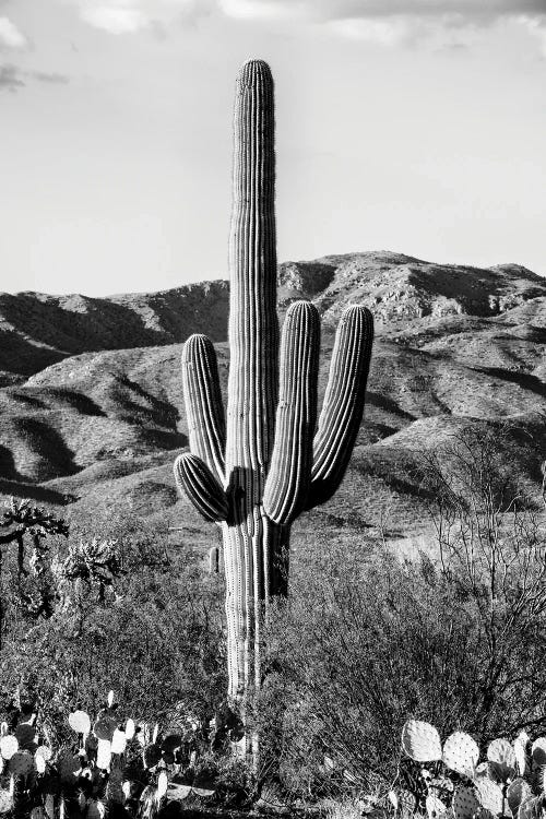 Giant Cactus II