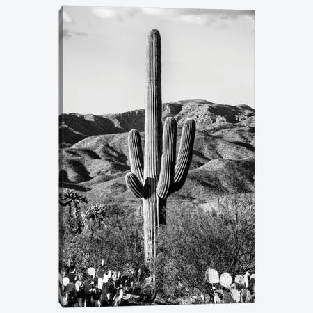 Black Arizona Series - Giant Cactus II Canvas Print #PHD1562} by Philippe Hugonnard Canvas Art