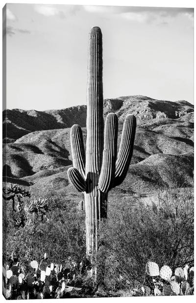 Black Arizona Series - Giant Cactus II Canvas Art Print - Philippe Hugonnard