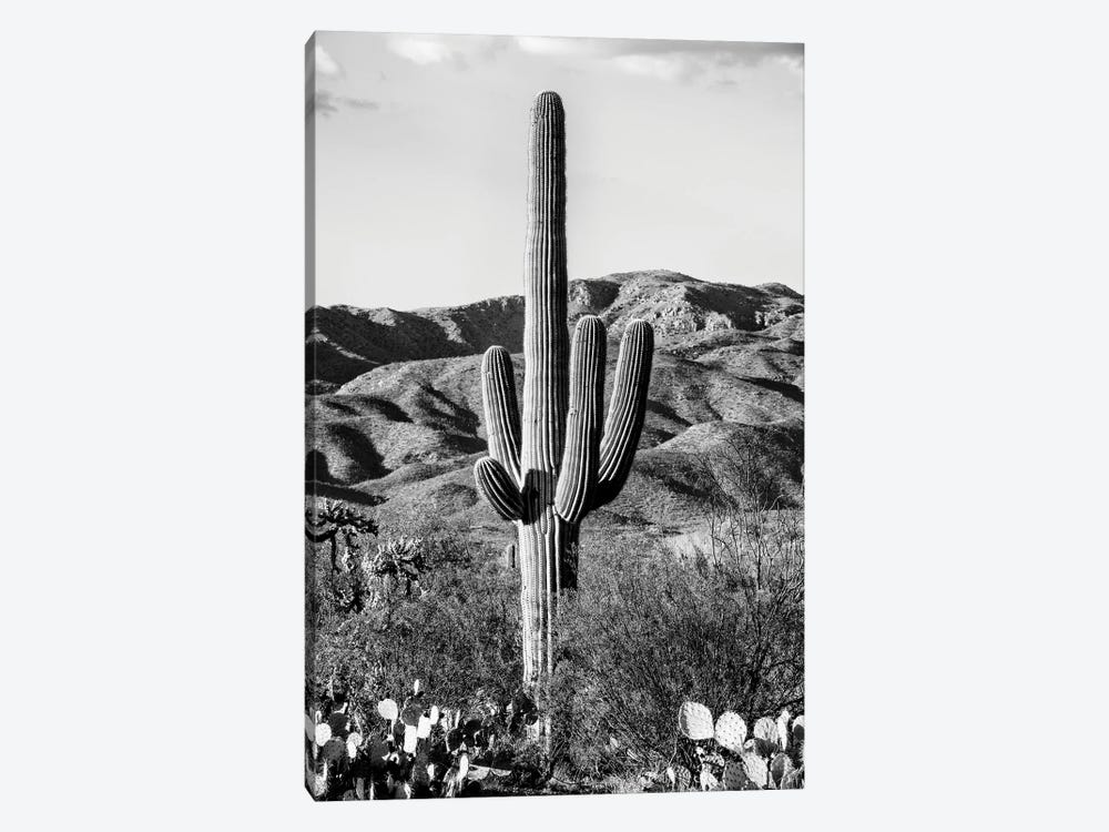 Black Arizona Series - Giant Cactus II by Philippe Hugonnard 1-piece Canvas Art