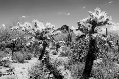 Black Arizona Series - Cholla Cactus by Philippe Hugonnard canvas print