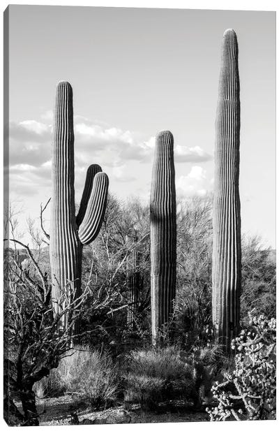 Black Arizona Series - Four Cactus Canvas Art Print - All Black Collection