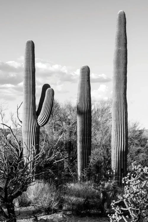 Black Arizona Series - Four Cactus