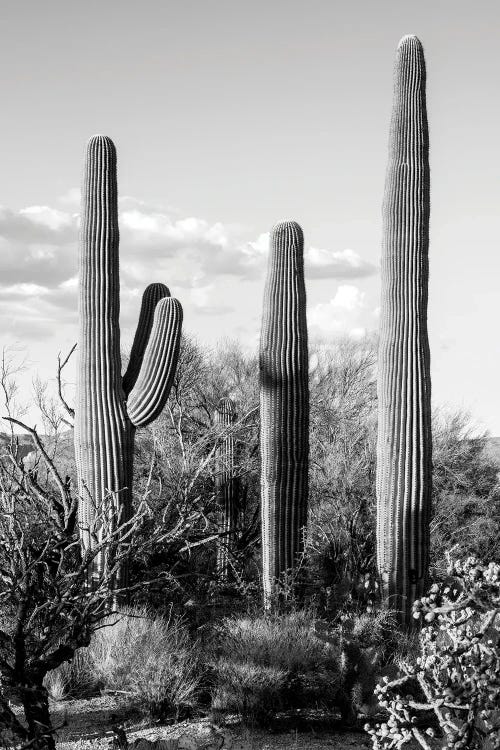 Black Arizona Series - Four Cactus by Philippe Hugonnard wall art
