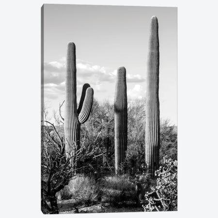 Black Arizona Series - Four Cactus Canvas Print #PHD1568} by Philippe Hugonnard Canvas Art