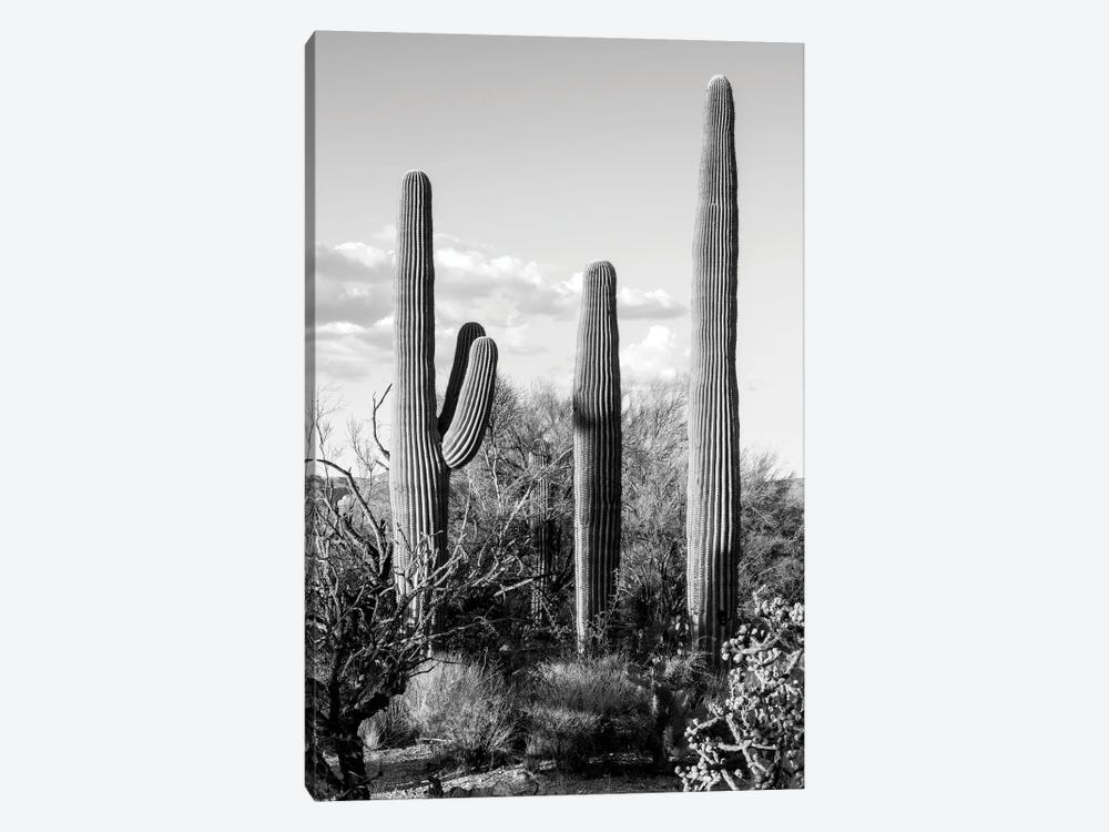 Black Arizona Series - Four Cactus by Philippe Hugonnard 1-piece Canvas Artwork