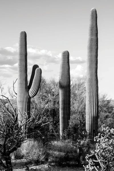 Arizona: Black Arizona Series - Four Cactus by Philippe Hugonnard