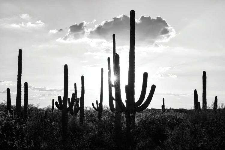 Black Arizona Series - Silhouettes of Cactus