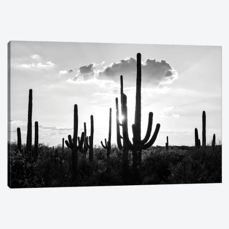 Black Arizona Series - Silhouettes of Cactus Canvas Print #PHD1569} by Philippe Hugonnard Canvas Art