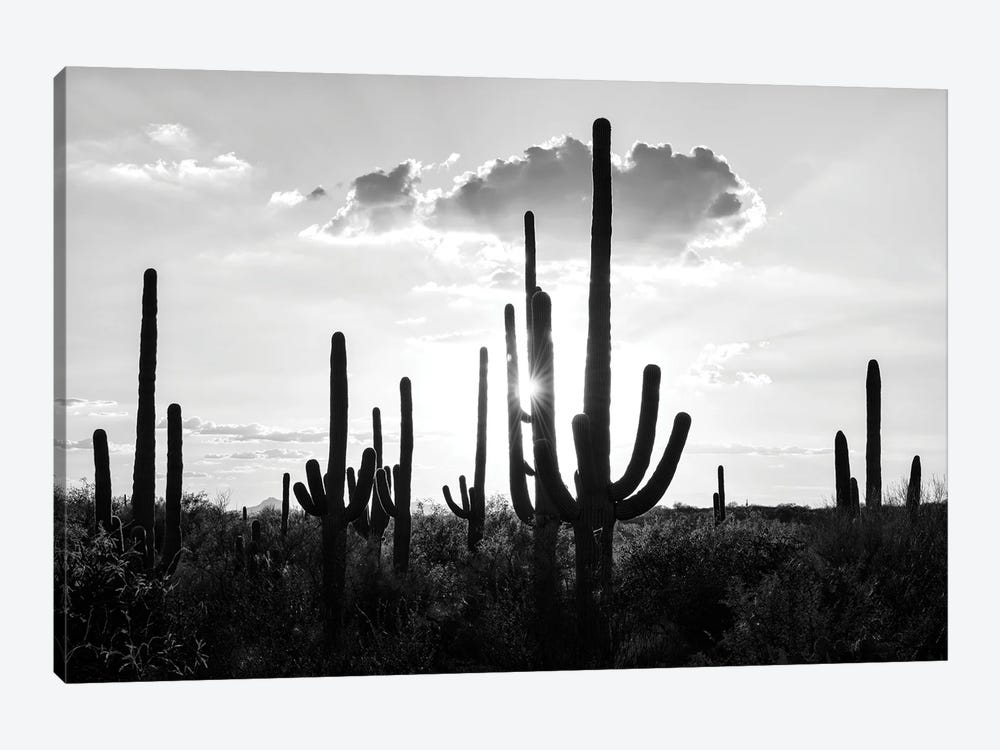 Black Arizona Series - Silhouettes of Cactus by Philippe Hugonnard 1-piece Art Print