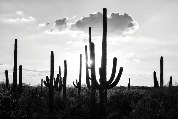 Silhouettes of Cactus