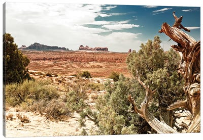 Desert Nature Canvas Art Print - Desert Landscape Photography