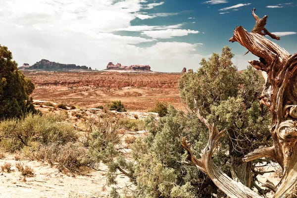 Desert: Desert Nature by Philippe Hugonnard