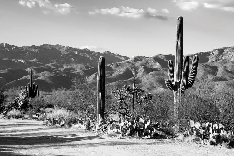 Black Arizona Series - Sentinel Of The Southwest by Philippe Hugonnard wall art