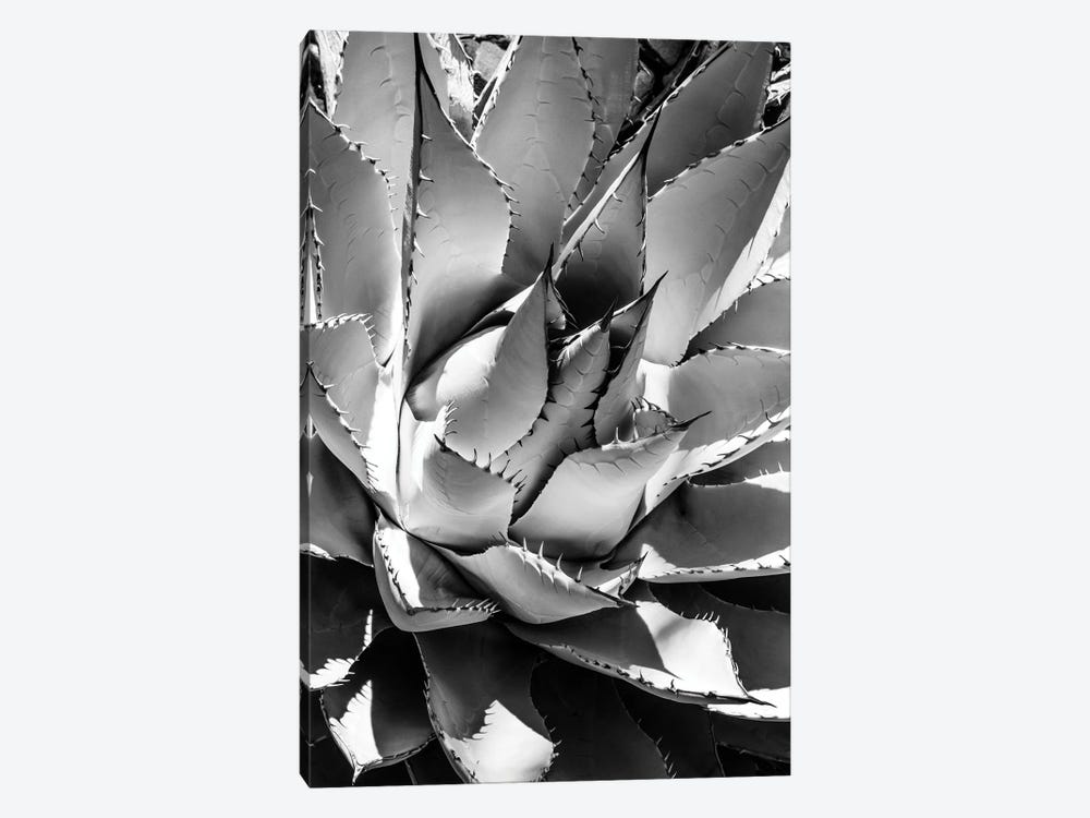 Black Arizona Series - Agave by Philippe Hugonnard 1-piece Canvas Artwork