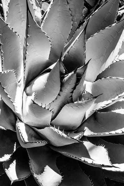 Cacti: Black Arizona Series - Agave by Philippe Hugonnard