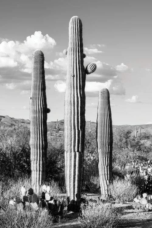 Black Arizona Series - Three Cactus