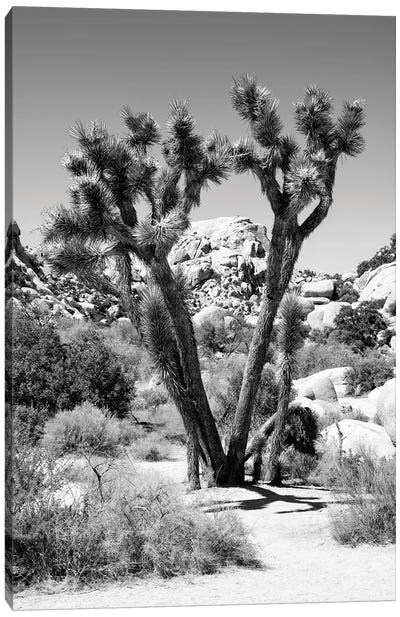 Black Arizona Series - Joshua Tree Canvas Art Print - All Black Collection