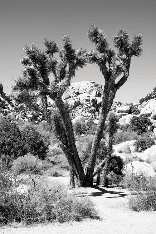 Black Arizona Series - Joshua Tree