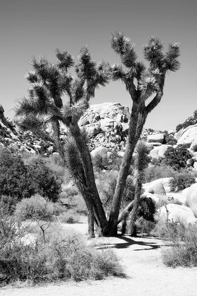 Arizona: Joshua Tree by Philippe Hugonnard