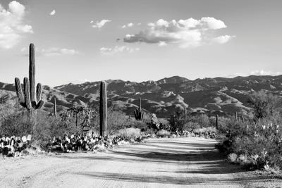 Saguaro National Park by Philippe Hugonnard canvas print