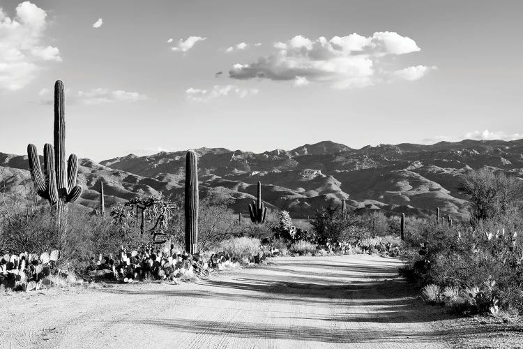 Black Arizona Series - Saguaro National Park