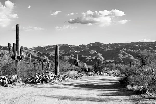 Saguaro National Park: Saguaro National Park by Philippe Hugonnard