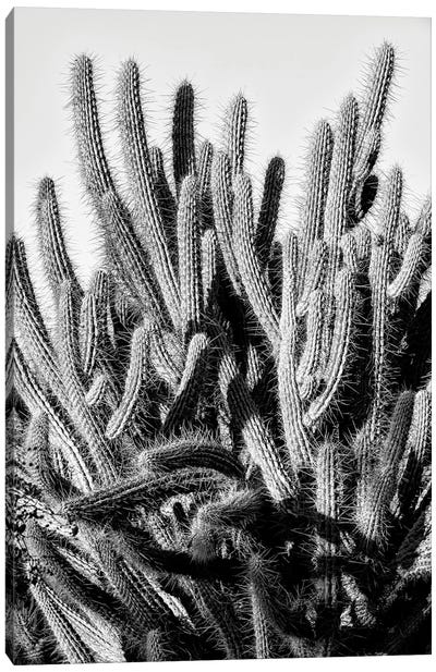 Black Arizona Series - Cacti Family Canvas Art Print - All Black Collection