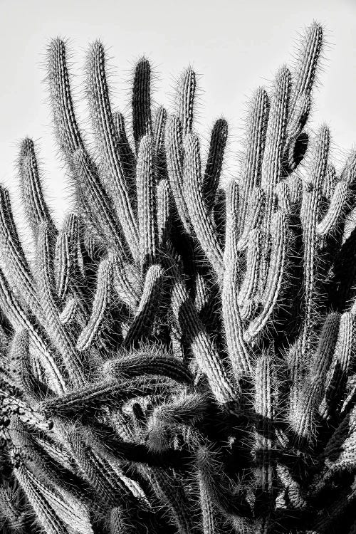 Black Arizona Series - Cacti Family