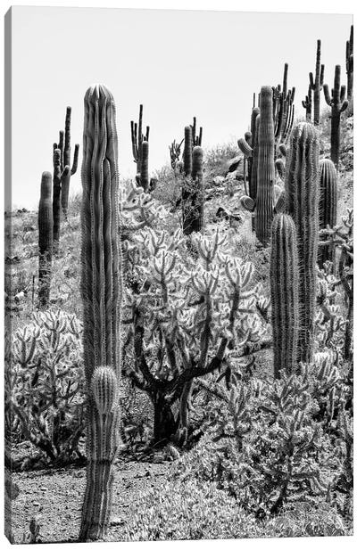 Black Arizona Series - Cactus Desert II Canvas Art Print - All Black Collection