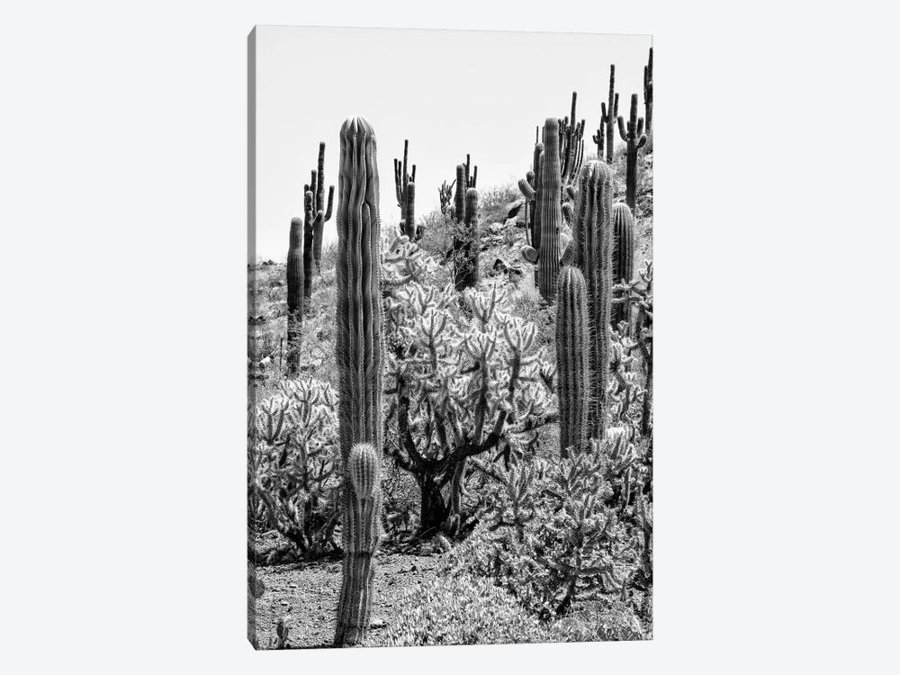 Black Arizona Series - Cactus Desert II by Philippe Hugonnard 1-piece Art Print