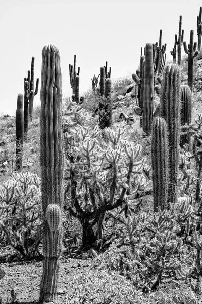 Cacti: Cactus Desert II by Philippe Hugonnard