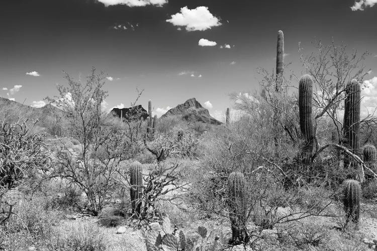 Black Arizona Series - Saguaro National Park II